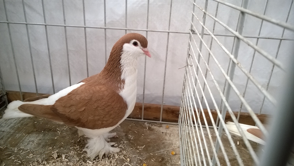 pigeon17